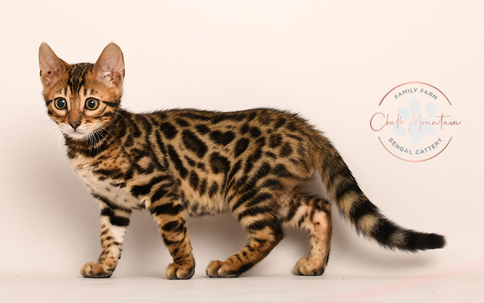 Bengal kitten for sale